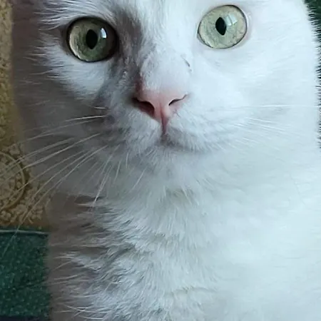 ゲストハウス B & V E Restaurant モンテメラノ